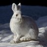 TheHorrorHare