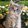NarcissusCat