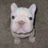 smalltroll