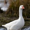 goosey_gremlin