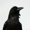 Corvinus