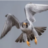 FalconMaster101