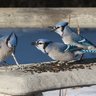BirbBird