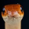 snakesnake232