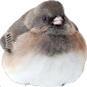 RoundBirb