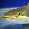 Atlantic_Catfish