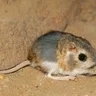 RatCheeseman