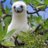 TheDBird