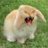 Savagerabbit