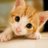 CatCollecter144