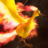 Sash_XD22
