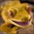 Grettythegecko