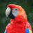 Papa Parrot