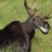 Inferno Moose