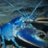 BlueLobster
