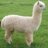 Drunk Alpaca