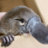 PlacatedPlatypus