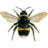 bumblebeelzebub