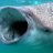 Whale Face