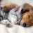 PuppiesAndKittens