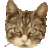 miendoge