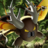 Predator Pinsir