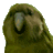 yolorag