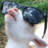 T1A0_MainGoat