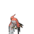 Toronto Talonflame