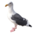 Robin33