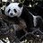 Pandarob3rt34