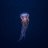 a jellyfish