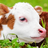 COW'
