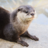 Oddball_Otter