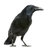 singingcrow