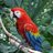 ParrotDragon