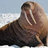 Walrus5