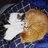 Kittenmasterben