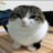 poggies_pog