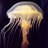 ErrantJellyfish