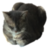 Meowmers Wem