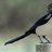 Twig1522