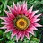 Flor de Gazania