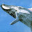 ImABigWhale