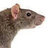 Ratmanplays