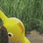 N7Yellow