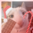 avadrnonoophnia