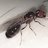 ant.keeper