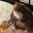 Wildmango4472