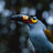 tibbird